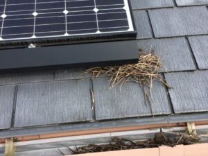 太陽光パネルと屋根材の間は巣をつくられやすい_0