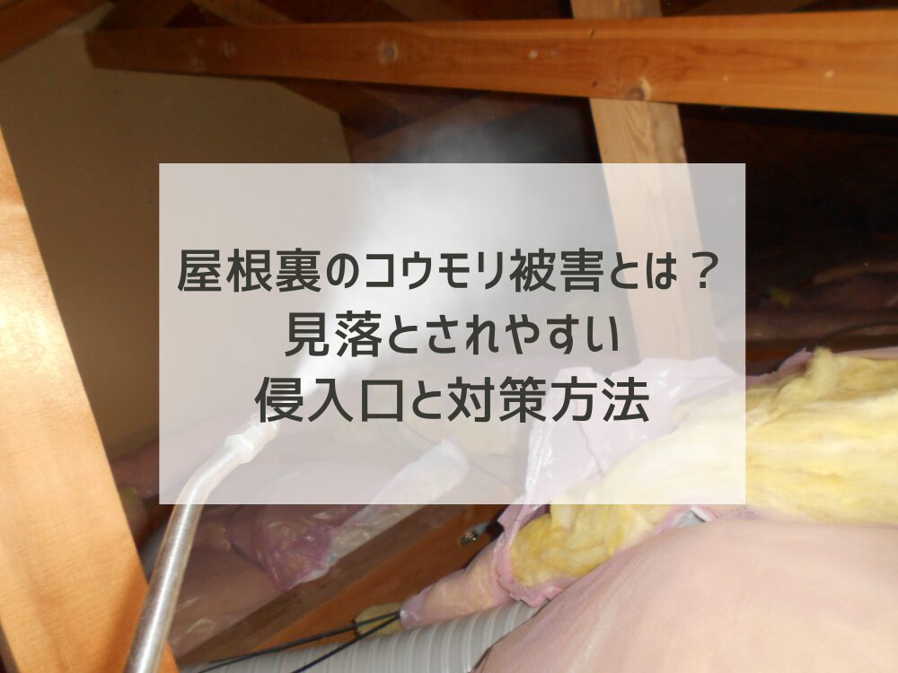 屋根裏のコウモリ被害とは？見落とされやすい侵入口と対策方法を解説